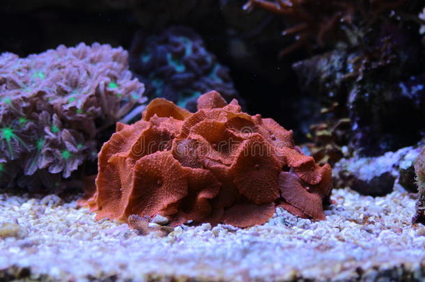 珊瑚礁水族馆水箱
