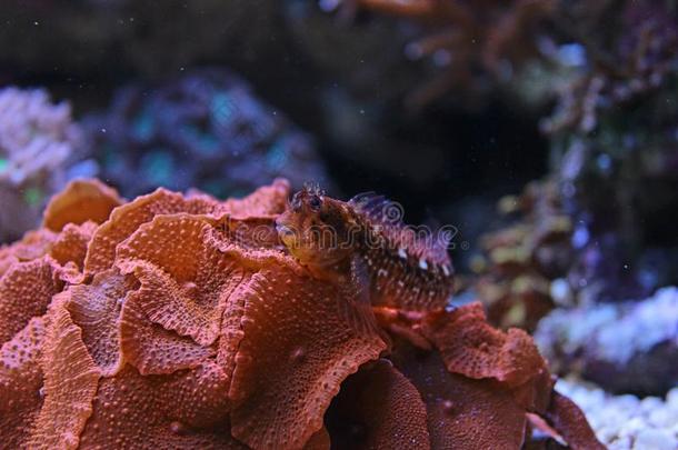 在珊瑚礁水族馆的BLenny