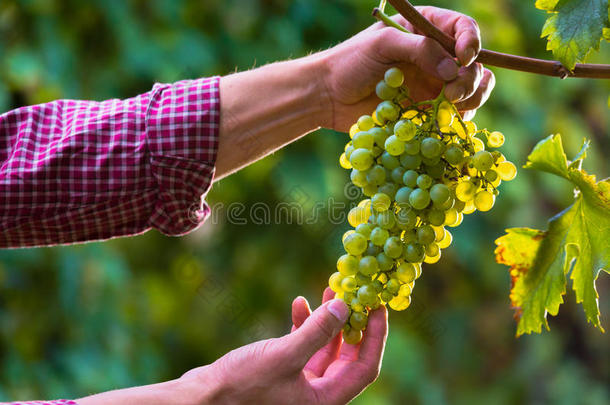 双手从藤蔓上切出白色葡萄