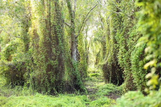 绿色湿地森林