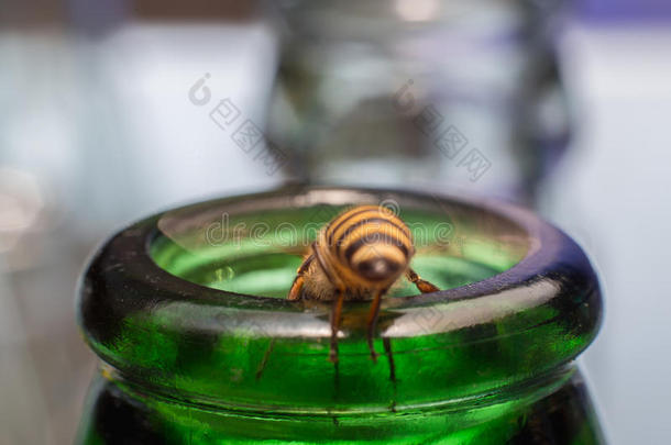 把玻璃瓶和蜜蜂一起关起来，飞到抓着吃蜂蜜