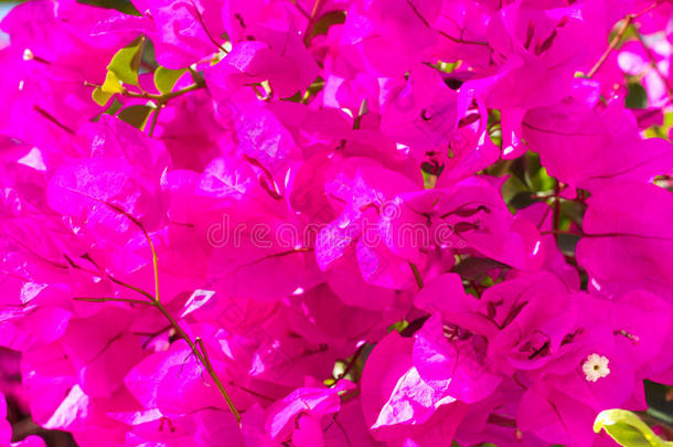 鲜艳的颜色是纸花。 紫罗兰色调色板