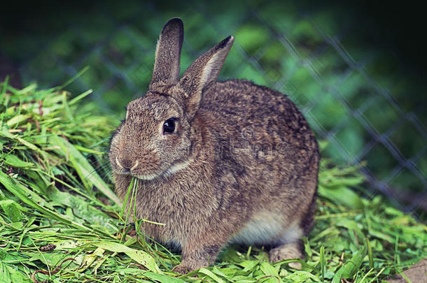 可爱的棕色兔子吃草