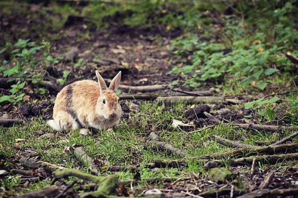 可爱的野兔蹲在林地里