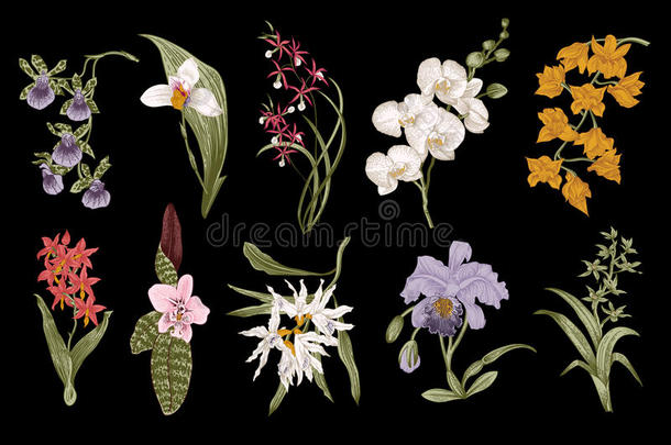 异国情调的兰花。 植物矢量年份插图。