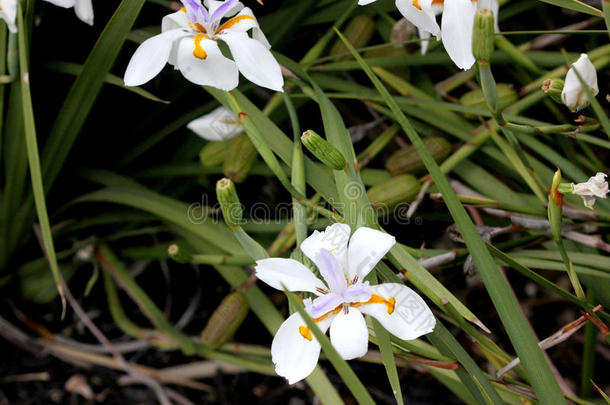 大花，大野生虹膜，仙女虹膜