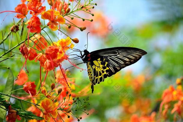 美丽的鸟笼蝴蝶保存濒危的