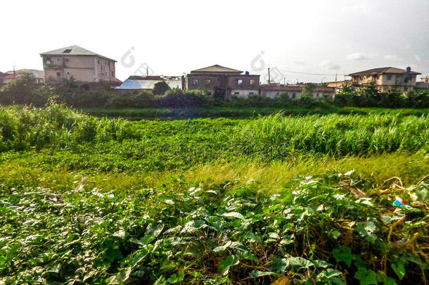 杂草、水和房屋的美丽景观