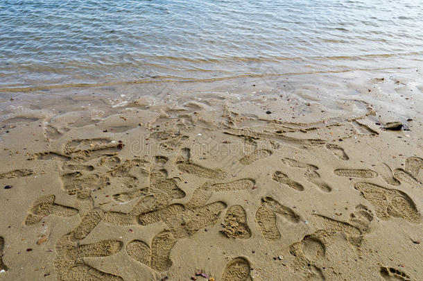 动物水生的背景藤壶海滩