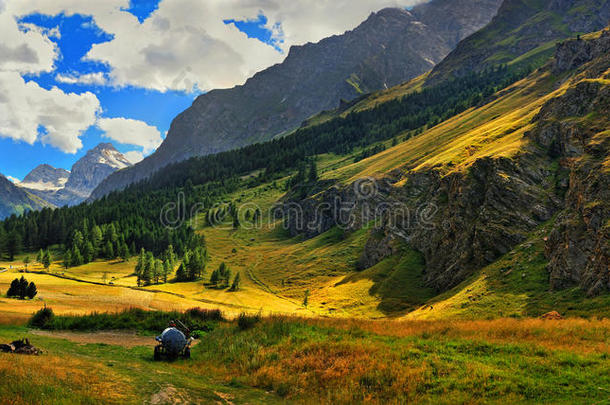 阿尔卑斯山的草地上有金色的阳光