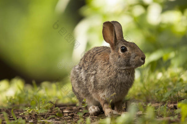 棕色成年兔子坐在森林保护区里，视野狭窄