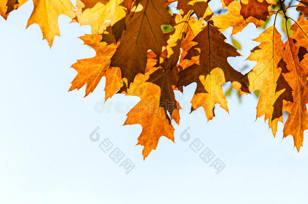 枫树的树枝，橙色和黄色的叶子对着天空