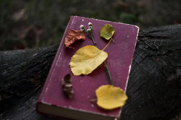 秋天背景美丽的书洋甘菊