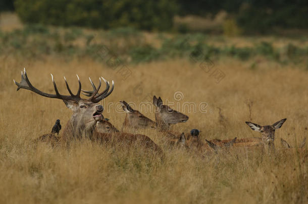 一种<strong>咆哮</strong>的红鹿鹿鹿（鹿颈），被它的母鹿包围在草<strong>地</strong>上。