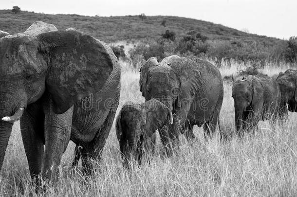 一群大象在<strong>草原上</strong>行走。 非洲。 肯尼亚。 坦桑尼亚。 塞伦盖蒂。 马赛马拉。