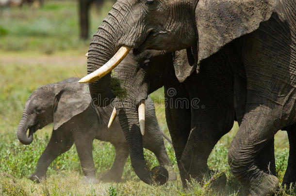 小象它离他妈妈很近。 非洲。 肯尼亚。 坦桑尼亚。 塞伦盖蒂。 马赛马拉。