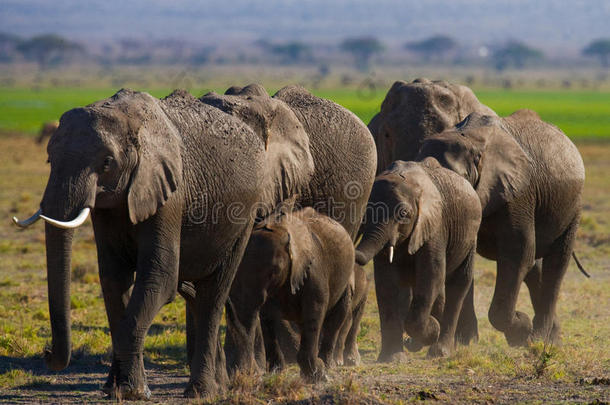 一群大象在<strong>草原</strong>上行走。 非洲。 肯尼亚。 坦桑尼亚。 塞伦盖蒂。 马<strong>赛马</strong>拉。
