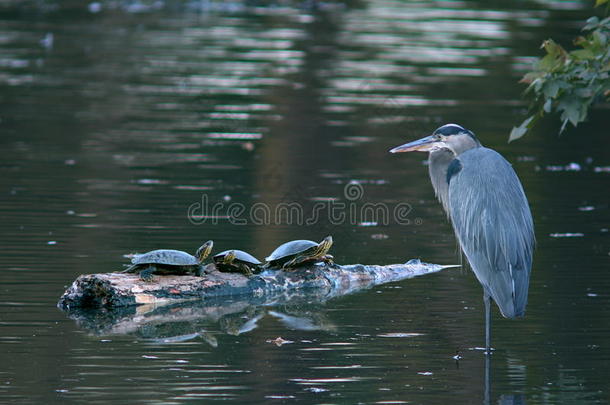大蓝鹭，池塘里有三只乌龟