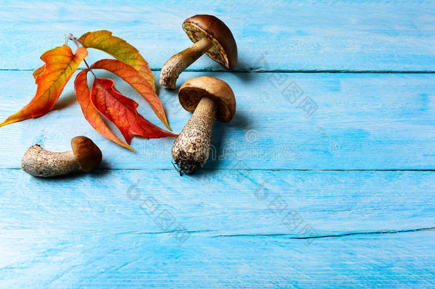 秋天背景与森林采摘蘑菇和落叶