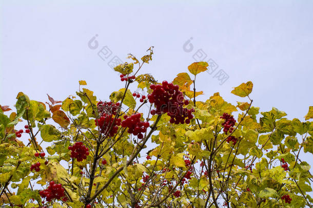 秋天美丽的红色浆果和黄色的叶子