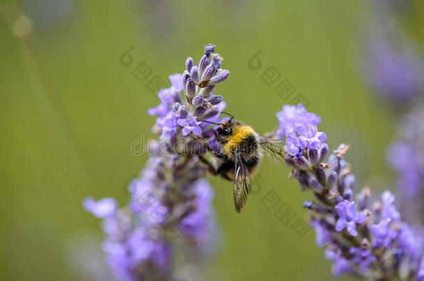 大黄蜂在美丽的薰衣草上绽放在初夏