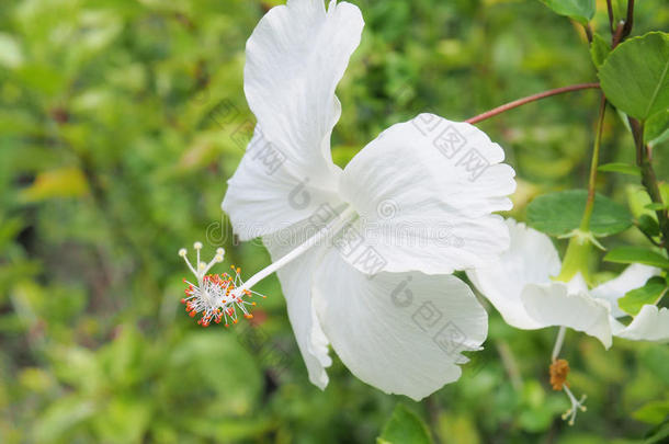 背景美丽的盛开开花模糊