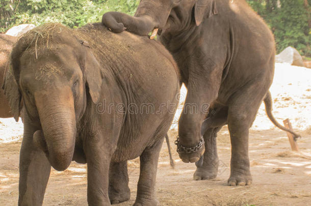 大象夫妇(；大象最大值)；