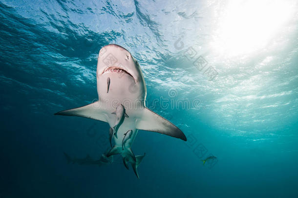 一条鲨鱼在头顶游泳