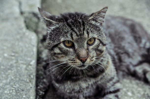 美丽的银猫令人毛骨悚然