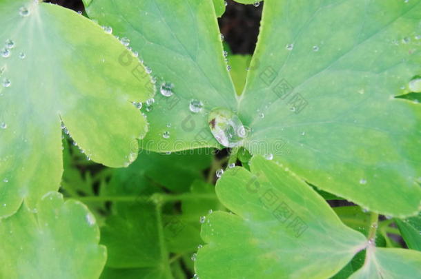 在夏天的雨之后。 水滴<strong>露水</strong>在<strong>绿色植物</strong>茎和叶上的宏观照片。