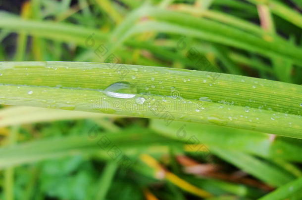 在夏天的雨之后。 水滴露水在绿色植物茎和叶上的宏观照片。
