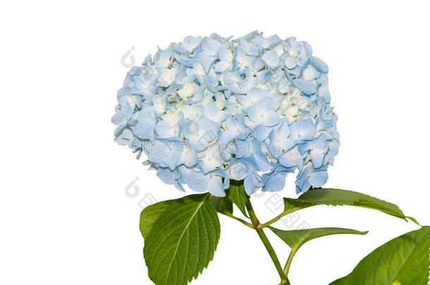 美丽的<strong>绣球</strong>花<strong>蓝色</strong>的花隔离在白色上。