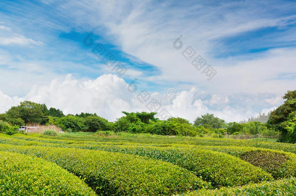 日本绿茶种植园春季季节。