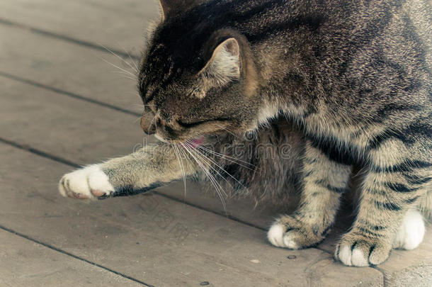 被遗弃的单独地动物秋天猫