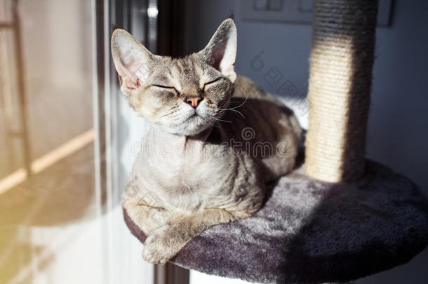 峡谷德文雷克斯猫是感觉舒适，坐在她最喜欢的地方在家里-抓挠柱子