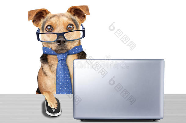 有趣的狗眼镜领带工作电脑笔记本电脑桌面隔离