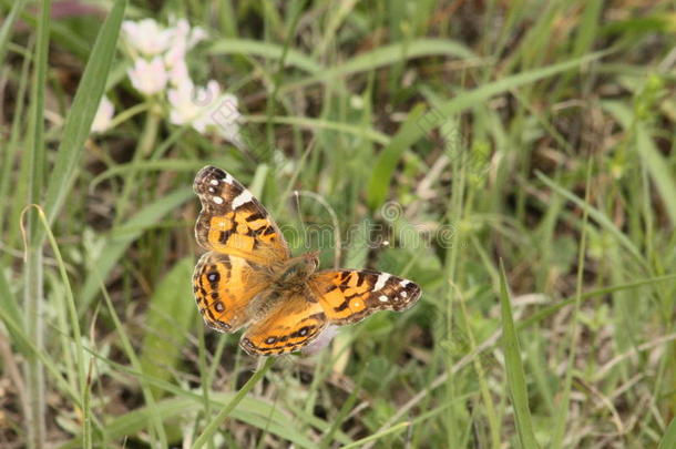 美国画的女蝴蝶在乡村田野