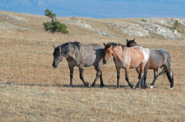 一群野马在斯基斯山脊上行走，在普赖尔山，野马群在蒙大拿州-美国的一个