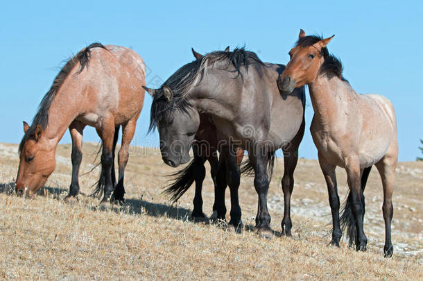 在斯基斯山脊上的<strong>野马</strong>群在普赖尔山，<strong>野马</strong>群在蒙大拿州-美国
