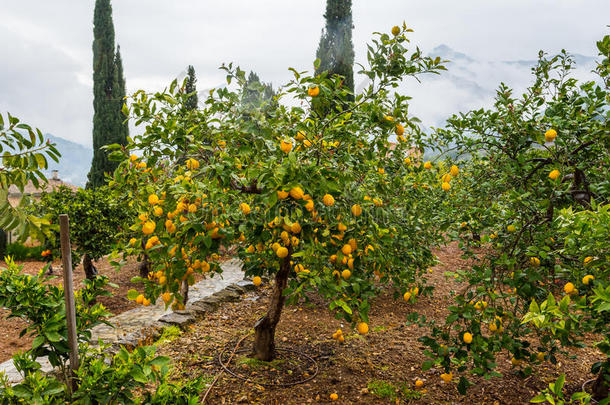 橘子树上的弗罗斯橘子(Majorca)