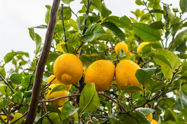 柠檬树上的弗罗斯柠檬(Majorca)