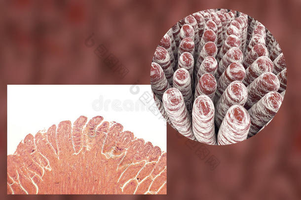 消化的解剖生物学肠细胞