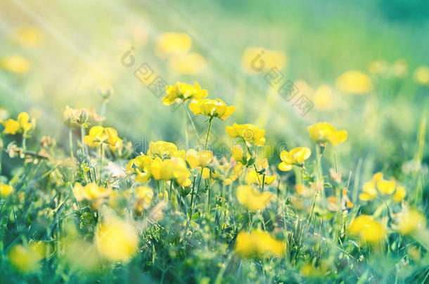 开花草甸-黄油杯花在春天