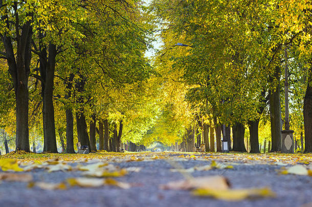 美丽的秋天城市公园，有树木和长凳。 景观。 人行道