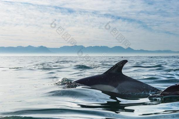 海豚，在海洋中游泳和捕鱼