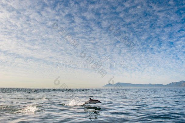 海豚从水里跳出来。