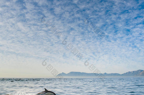 海豚从水里跳出来。