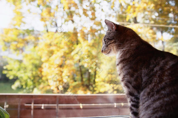 猫看着窗外。 坐在窗台上的漂亮猫