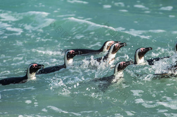 非洲企鹅在蓝色的海水和海浪的泡沫中游泳。