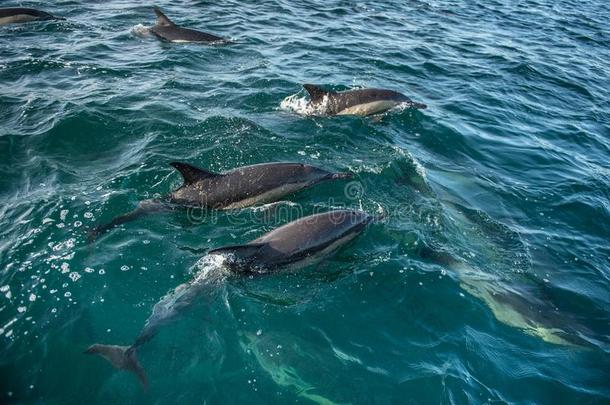 一群海豚，在海里游泳